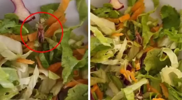 A live insect came out of the salad given to the staff at the state hospital.