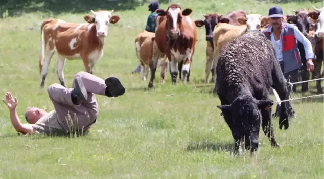 A chase like a 7-hour long movie! Escaping from the barn, the Angus cows drove the villagers crazy.