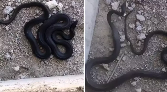 Giant Snake Panic in Construction Site in Elazığ