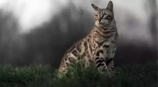 370 cats were killed in a controversial cat hunting competition in New Zealand.