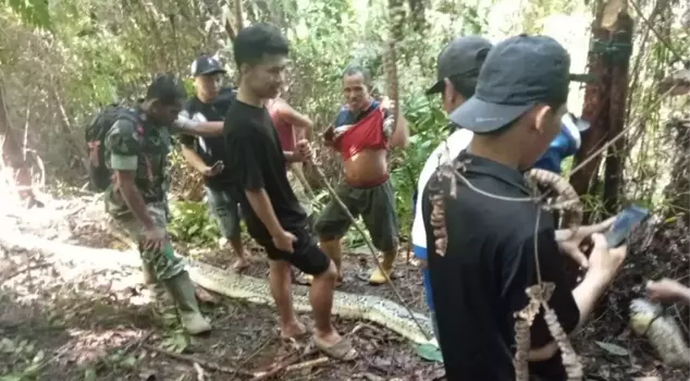 A woman walking in the forest in Indonesia was killed by a 9-meter python.
