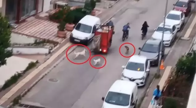 Stray dog invasion in Samsun! They attack passersby and disturb the residents of the streets, not letting them sleep.