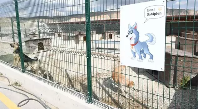 Official response from the municipality regarding the alleged shooting of 20 dogs: We take care of animals as if they were our own.