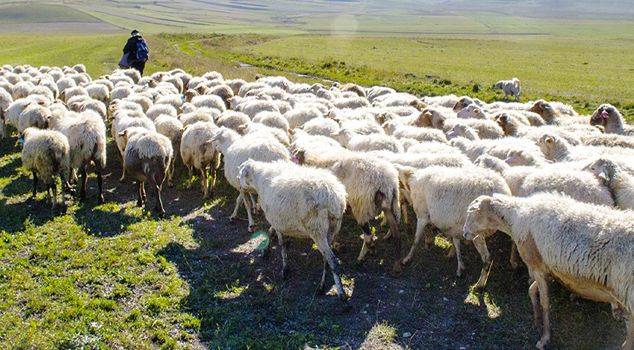 تركيا بدأت مفاوضات مع أفغانستان: نحتاج على وجه السرعة إلى 150 ألف شخص.