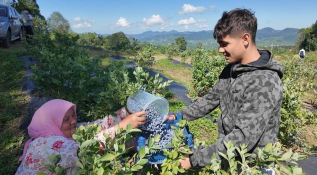 The blue fruit, sold at 350 TL per kilogram, is making the producer happy.