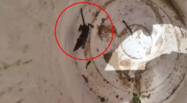 The world's oldest and smallest mammal was seen in Adana.