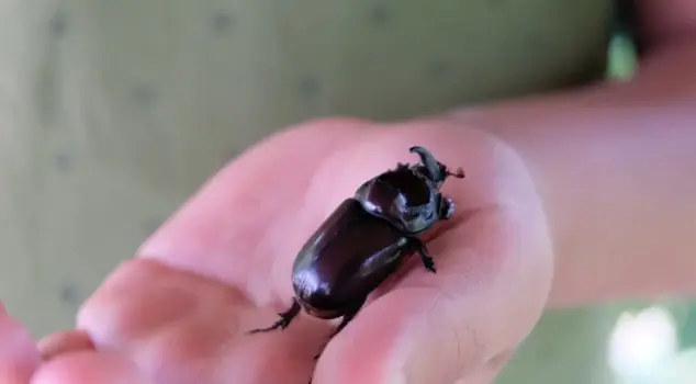 The rhinoceros beetle, mistakenly considered valuable, has no material worth, but it carries a fine of 100 thousand liras.