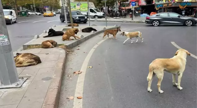 The proposed law regarding stray street dogs was approved in the Turkish Grand National Assembly's Committee on Agriculture, Forestry, and Rural Affairs.