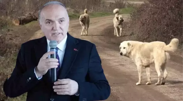 Düzce Mayor Özlü reacts to the stray dog regulation: This law is not enforceable.