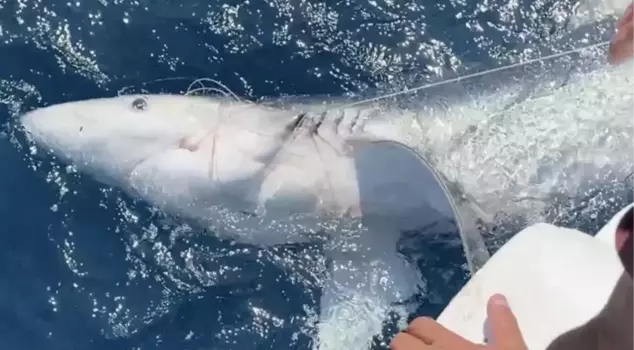 The world's wildest and fastest fish has reached the shores of Turkey.