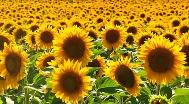 The Ministry made a new regulation for sunflower oil.