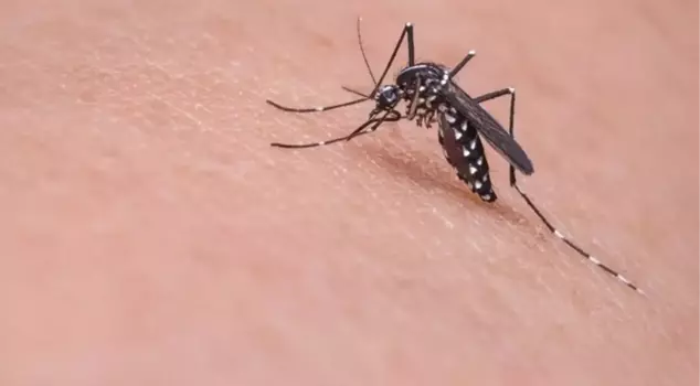 Mosquito alarm in Asian Istanbul! It warns two districts and alerts citizens.