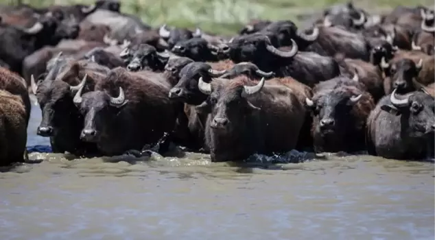 Not the African savannah! The footage was captured with a drone in Turkey.