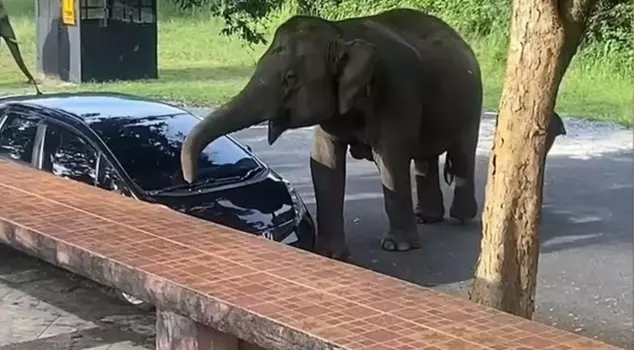 The hungry elephant in Thailand, smelling the barbecue, destroyed the car of the family having a picnic.