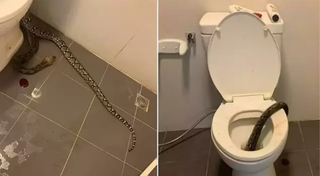 A man in Thailand was bitten by a large python in the toilet.