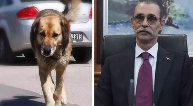 Scandalous decision from Erdal Beşikçioğlu! He will leave the dog that bit his child where it was caught.