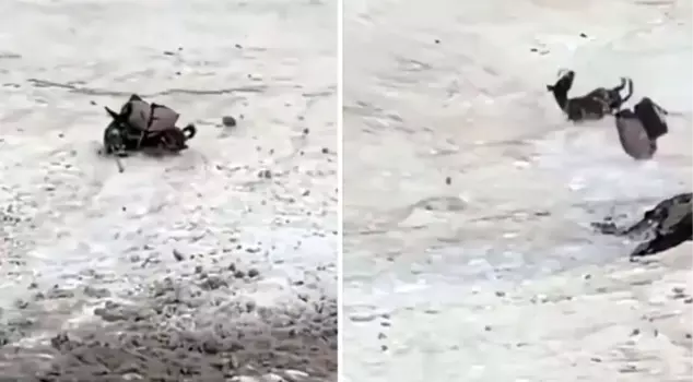 The sight of the moments when the poor donkey died devastated the viewers.