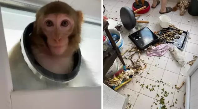 A monkey that escaped from a house in Çorum caused chaos in the neighborhood, resulting in one person getting injured.