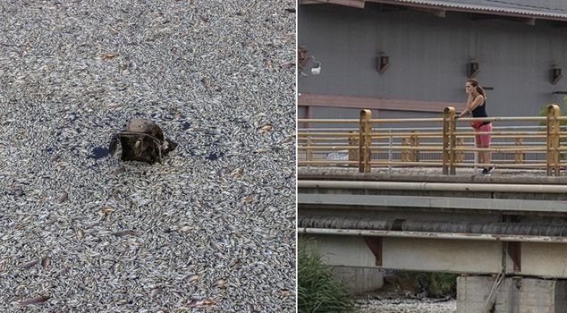 Tons of dead fish covered the surface of the sea, a state of emergency was declared.