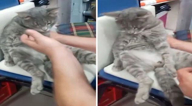Кошка, которая ела мед, долго не могла прийти в себя.