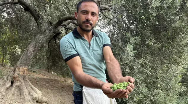 في هاتاي، حيث تسببت الزلزال في دمار، هناك حصاد مبهج! يكسبون 1000 ليرة تركية يوميًا.