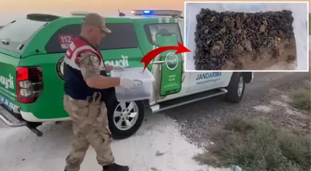 270 scorpions collected without permission from nature were found in the vehicle stopped by the gendarmerie.