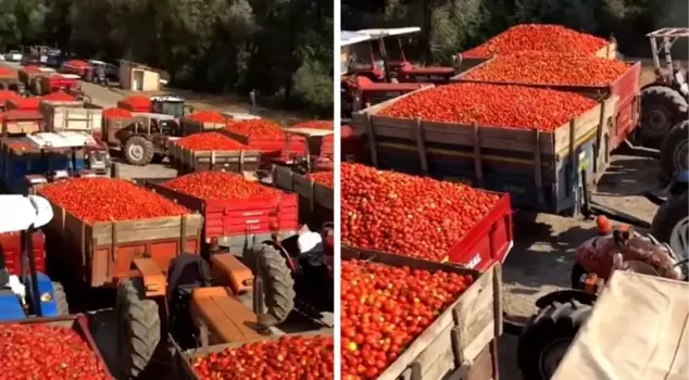 Turkey's bleeding wound! Farmers who cannot sell their produced tomatoes revolted.