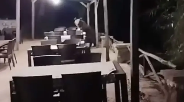 A hungry bear sneaked into the restaurant in the heart of Ankara.