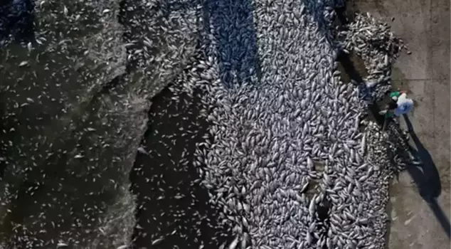 Environmental massacre in Izmir Bay! It is almost impossible to walk on the beach.