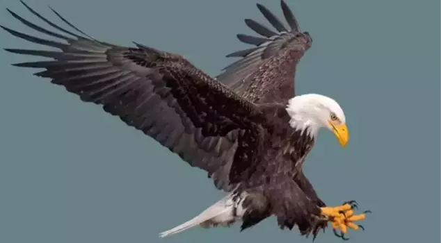 The eagle that attacked four people in Norway, one of them being a baby, was killed.