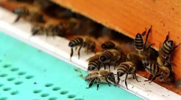 The man who was attacked by bees has lost his life.