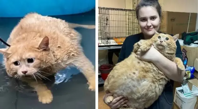 The obese cat's difficult moments made people laugh! It couldn't escape from the diet center.