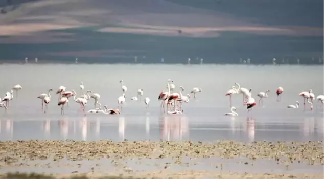 The Kırşehir Conservation Platform has reacted to the reduction of the Seyfe Lake conservation area.