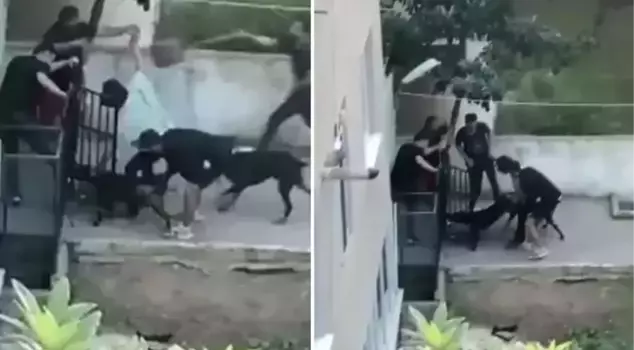 Pitbull horror captured on camera! No matter what they did, they couldn't save him; the young man's screams echoed through the street.