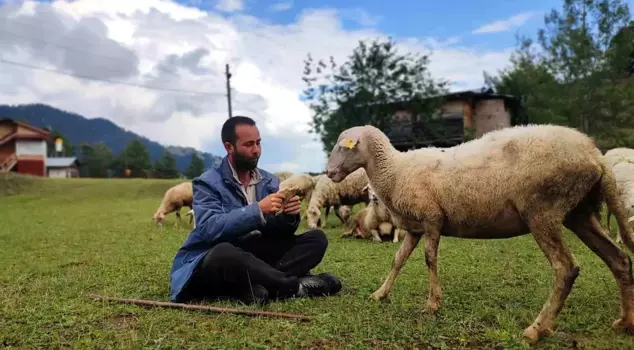 He went abroad and graduated from two universities! The educated shepherd does not give up on his goals; he is both herding sheep and preparing for exams.