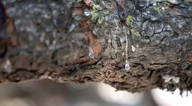 The gum harvest has begun in Çeşme, with a price of 12,000 TL per kilogram.