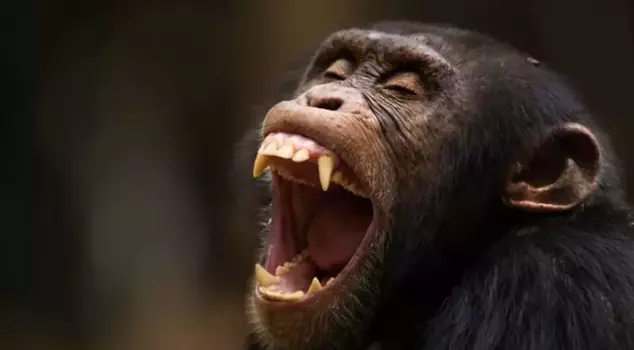 In Guinea, a chimpanzee killed an 8-month-old baby that it snatched from its mother's arms.