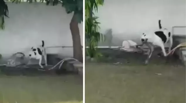 In India, a pit bull dog saved children playing in the garden from a cobra snake attack.