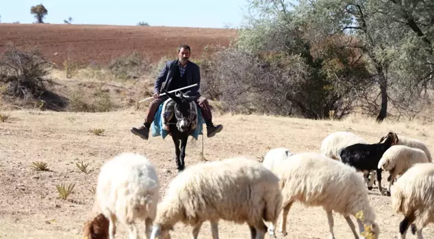 Finding a shepherd to work for 70,000 TL per month in Elazığ has become a dream.