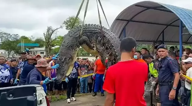 The body parts of a 6-year-old girl who had been missing for a long time in Malaysia were found in the stomachs of 2 crocodiles.