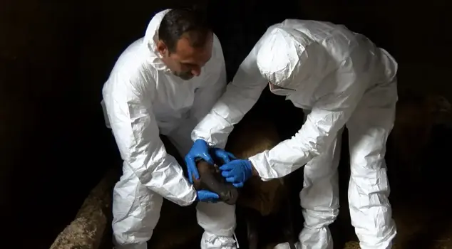 The neighborhood where blue tongue disease was observed has been placed under quarantine.