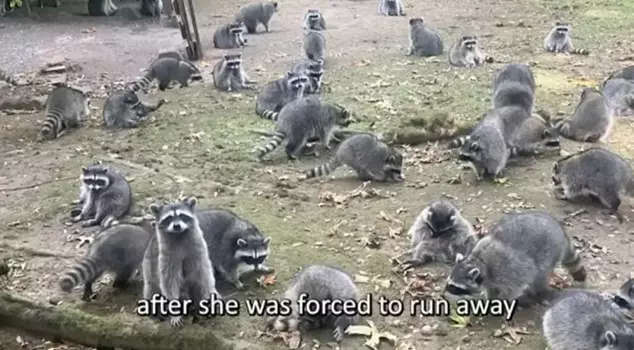 About 100 raccoons invaded a house in Washington.