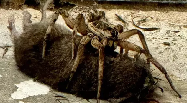 The mother, who saw the wolf spider eating the mouse, recorded those moments on camera.