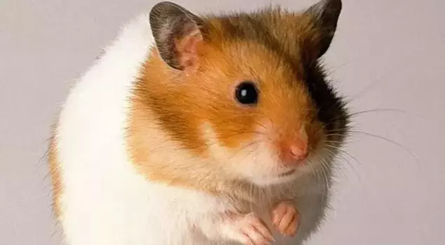 A 38-year-old woman in Spain has died after being bitten by a pet rat.