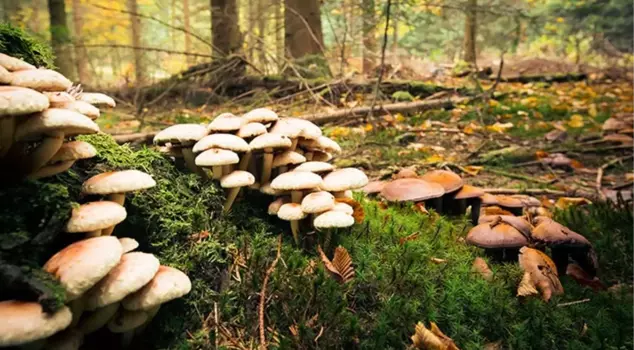 A young girl who was poisoned by mushrooms in Konya has lost her life.