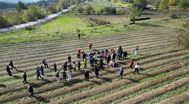 In Karabük, the harvest of the world's most expensive spice, saffron, has begun.