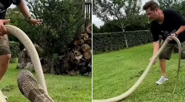 Wildlife enthusiast YouTuber Dingo has died after being bitten by a cobra.