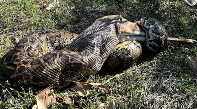 The Burmese python was captured on camera swallowing a whole 35-kilogram white-tailed deer.