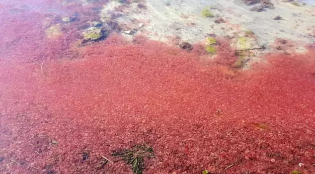 Curious sight in Çanakkale: The beach turned bright red.