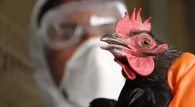 One of our provinces is on edge! Bird flu has been detected in an egg production facility.